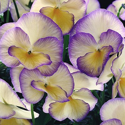 pansies3